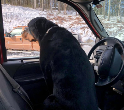 Photo of a dog looking outside the window of the car